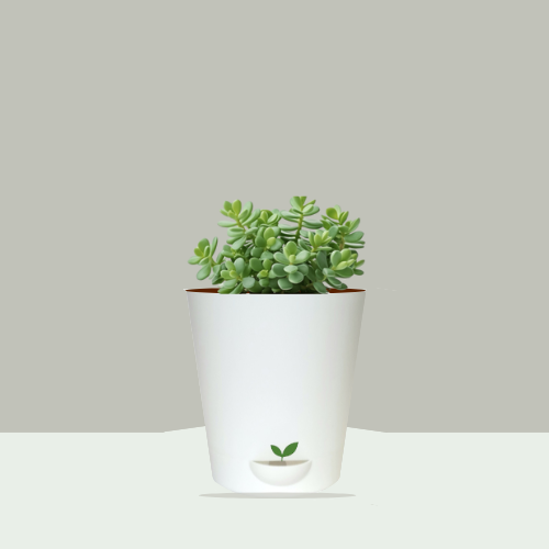 Jade Plant