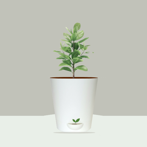 Rubber Plant