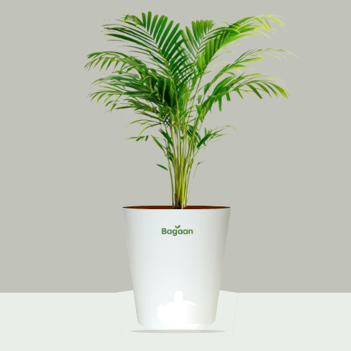 Areca Palm – Air Purifying Indoor Plant