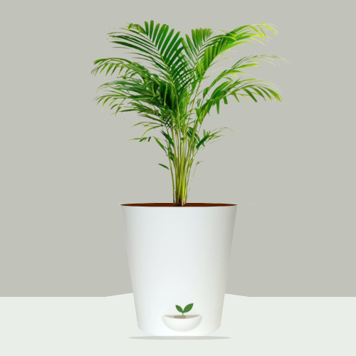Areca Palm – Air Purifying Indoor Plant