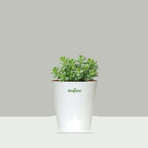 Jade Plant