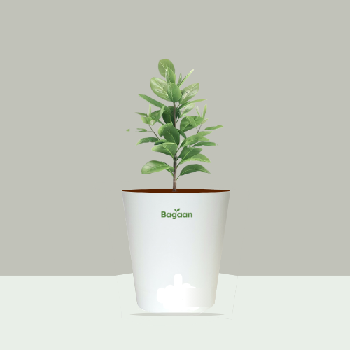 Rubber Plant